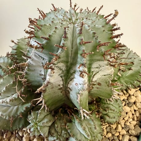 153、Euphorbia horrida