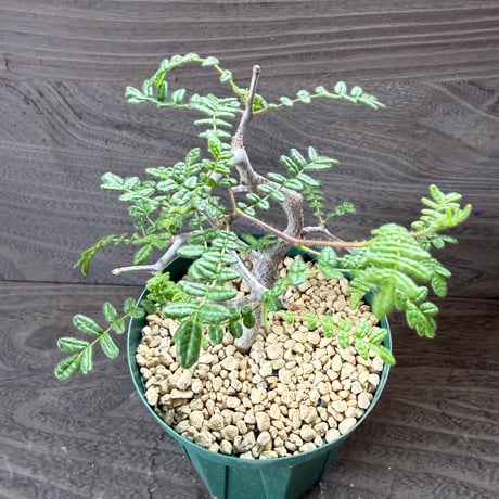 59、Commiphora monstruosa