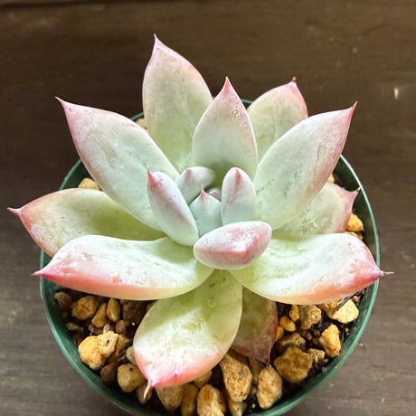 16、Echeveria colorata ’Roof’（実）
