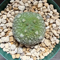 55、Pseudolithos migiurtinus