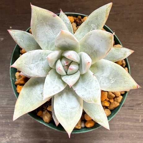 66、Echeveria ’CS-NO-11’ ’CPS02×Wildcolorata’