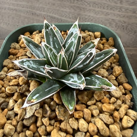 50、Agave 姫笹の雪