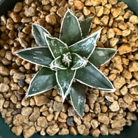 94、Agave 姫笹の雪