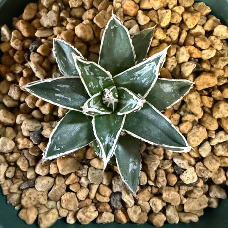 94、Agave 姫笹の雪