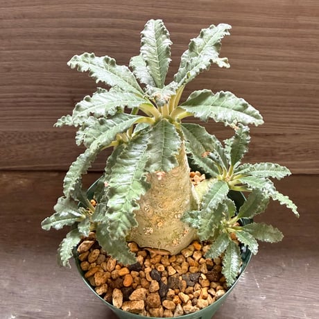18、Dorstenia lavrani