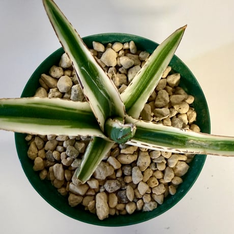 138、Agave 氷山