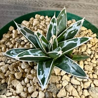 95、Agave 笹の雪’良ペンキ’