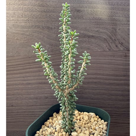 110、Ceraria namaquensis