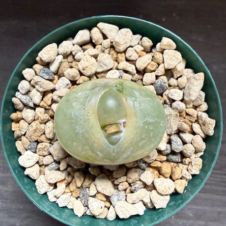 49、Conophytum 大型ラツム