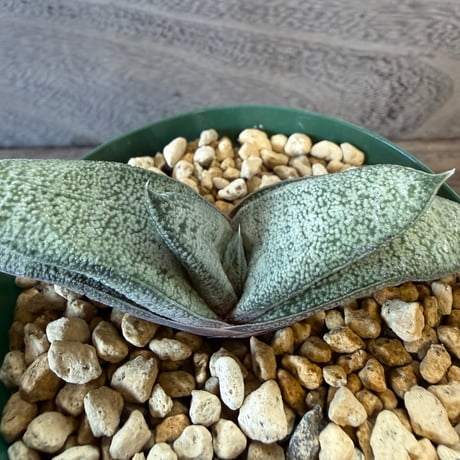 78、Gasteria ellephieae