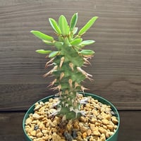 24、Euphorbia cv. ’Tom’