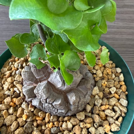 102、Dioscorea elephantipes