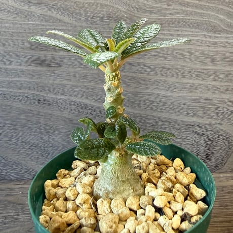 75、Dorstenia gigas