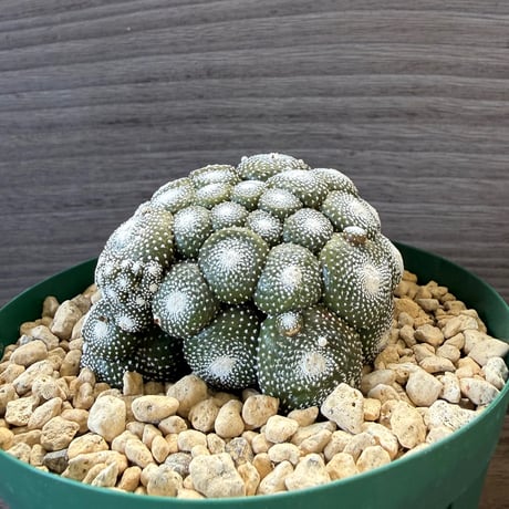 87、Blossfeldia 松露玉（接木）