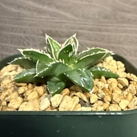 104、Agave ‘王妃笹の雪A型‘