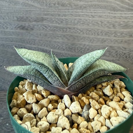 78、Gasteria ellephieae