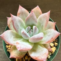 14、Echeveria colorata ’Roof’（実）