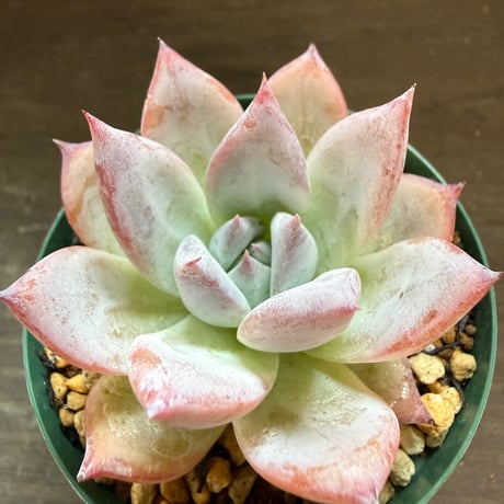14、Echeveria colorata ’Roof’（実）