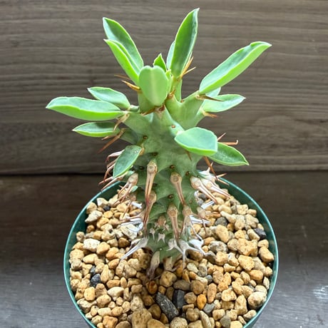 24、Euphorbia cv. ’Tom’