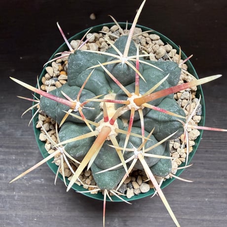 61、Thelocactus 紅鷹