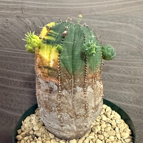 122、Euphorbia オベサ梵天錦