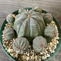 64、Euphorbia obesa f.prolifera