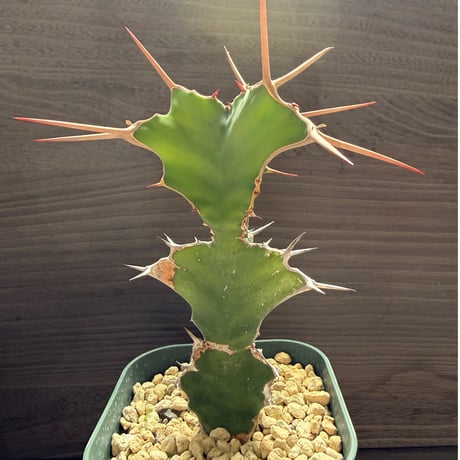53、Euphorbia triangularis