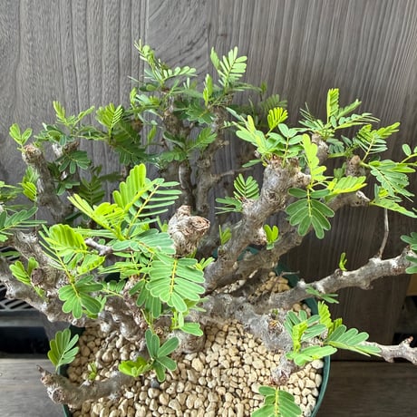 89、Senna meridionalis