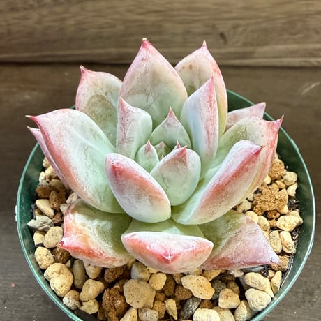 89、Echeveria colorata ’Roof’