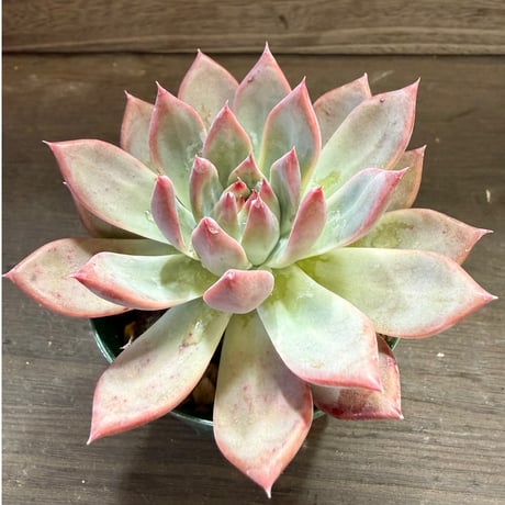 82、Echeveria lindsayana