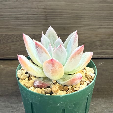 90、Echeveria colorata ’Roof’