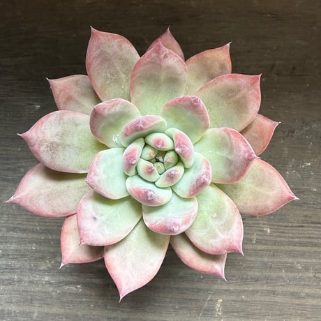 71、Echeveria lindsayana