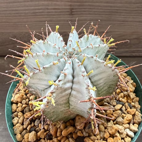 95、Euphorbia horrida