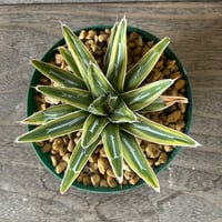 41、Agave 笹の雪錦（細葉タイプ）