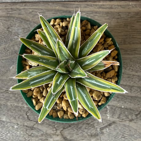 41、Agave 笹の雪錦（細葉タイプ）