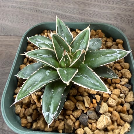 44、Agave ‘王妃笹の雪A型‘