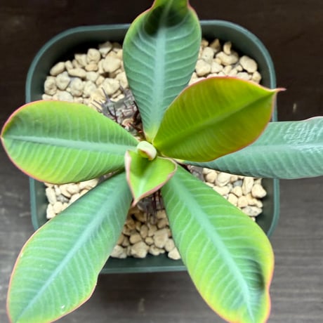 42、Euphorbia pachypodioides