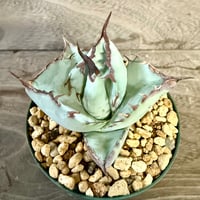 97、Agave ’Timarg’