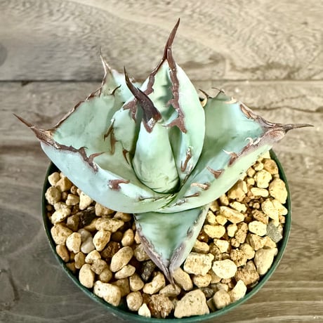 97、Agave ’Timarg’