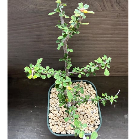 43、Euphorbia denisii