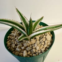138、Agave 氷山