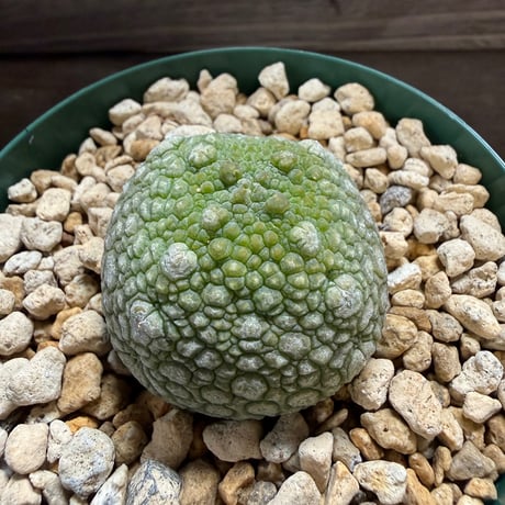 55、Pseudolithos migiurtinus