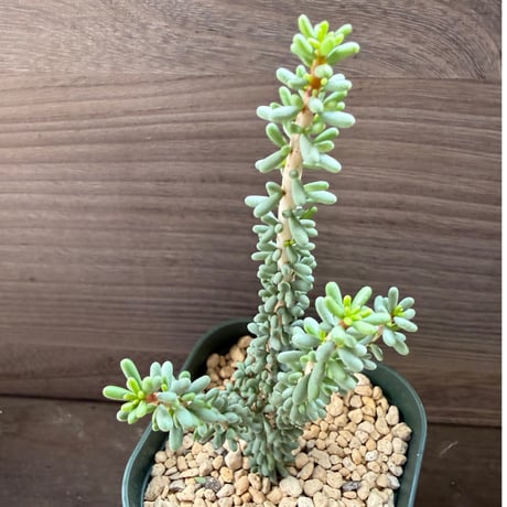 110、Ceraria namaquensis