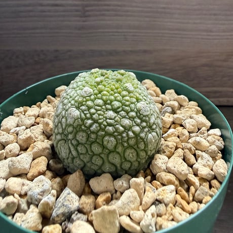 55、Pseudolithos migiurtinus