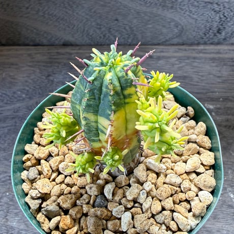 71、Euphorbia 紅麒麟錦