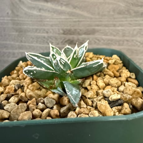 94、Agave 姫笹の雪