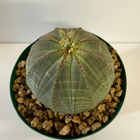 152、Euphorbia obesa