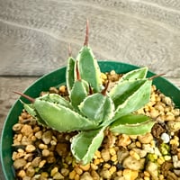 111、Agave キュービック錦