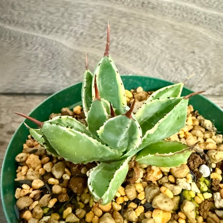 111、Agave キュービック錦