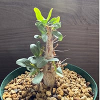 54、Fouquieria columnaris